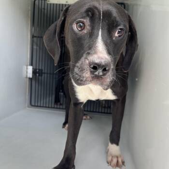 Lyla -  Boxer and Pit Bull Terrier Dog for Adoption in Beaumont, Texas - Lyla | PetCurious