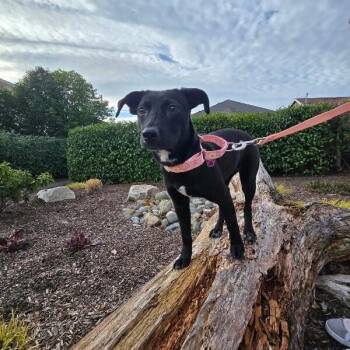 Pit Bull Terrier and Black Labrador Retriever Dogs Available for Adoption - Lilly Flower Ready To Bloom | PetCurious