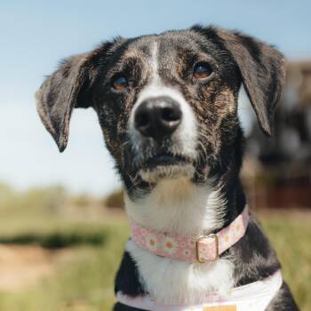 Cattle Dog and Australian Shepherd Dogs Available for Adoption in Fort Collins, Colorado - Daisy Duke | PetCurious