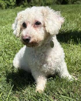 Rebecca -  Bichon Frise Dog for Adoption in Malvern, Pennsylvania - Rebecca | PetCurious