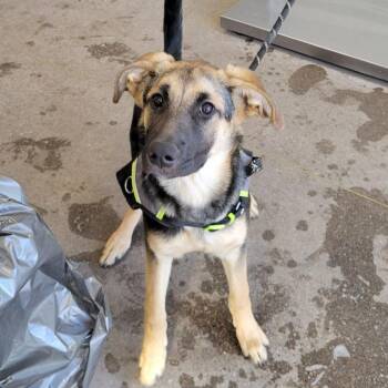 Mixed Breed Dogs Available for Adoption - Randi | PetCurious