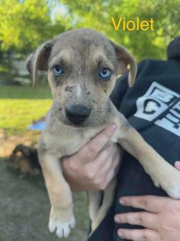 Violet (AVAILABLE 7/20) -  Shepherd Dog for Adoption in Leverett, Massachusetts - Violet (AVAILABLE 7/20) | PetCurious