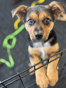 Australian Cattle Dog Blue Heeler Dogs Available for Adoption in Lexington, Kentucky - Wren  | PetCurious
