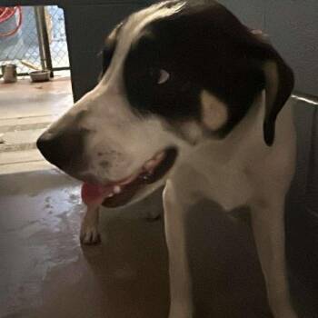 Crumbs -  Mixed Breed Dog for Adoption in Gadsden, Alabama - Crumbs | PetCurious