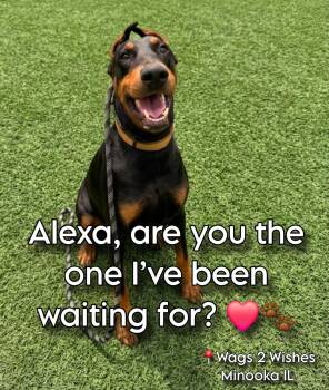 Alexa -  Doberman Pinscher Dog for Adoption in Plainfield, Illinois - Alexa | PetCurious