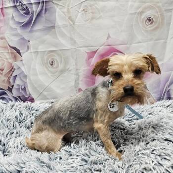 Yorkshire Terrier Dogs Available for Adoption - Ginger Lou | PetCurious