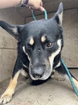 Australian Shepherd and German Shepherd Dog Dogs Available for Adoption in Oklahoma City, Oklahoma - A472649 | PetCurious