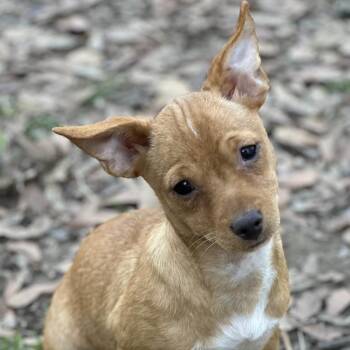 Rescue Chihuahua Dogs for Adoption in Locust Fork, Alabama - Adina | PetCurious