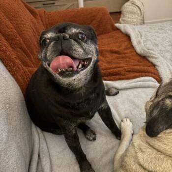 Midori -  Pug Dog for Adoption in Seattle, Washington - Midori | PetCurious