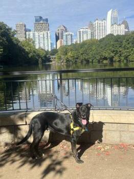 Xun -  Mixed Breed Dog for Adoption in Chamblee, Georgia - Xun | PetCurious