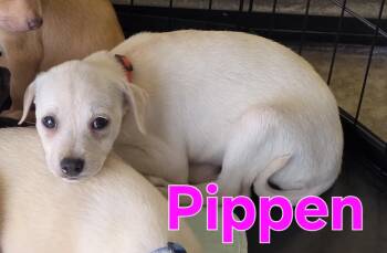 Chihuahua Dogs Available for Adoption - Pippin | PetCurious