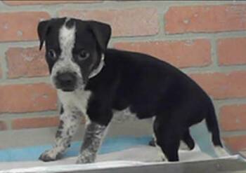 Gizmo -  Pit Bull Terrier Dog for Adoption in Sedalia, Colorado - Gizmo | PetCurious