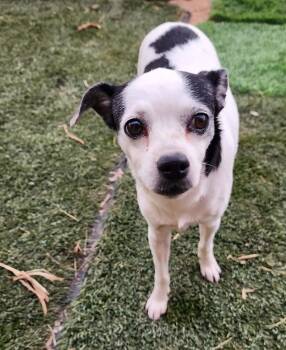 Trixie -  Mixed Breed Dog for Adoption in Mesa, Arizona - Trixie | PetCurious