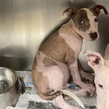 Knicks -  Terrier and Mixed Breed Dog for Adoption in Corpus Christi, Texas - Knicks | PetCurious