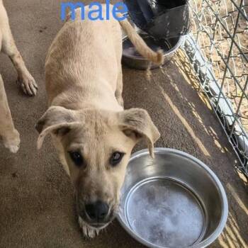 Shepherd and Labrador Retriever Dogs Available for Adoption - Louie | PetCurious