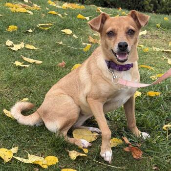 Lulu -  Rat Terrier and Mixed Breed Dog for Adoption in Bardonia, New York - Lulu | PetCurious