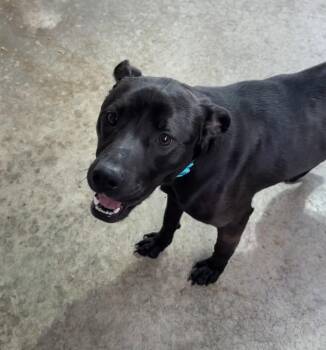 Mixed Breed and Pit Bull Terrier Dogs Available for Adoption in Rochester, Indiana - ADDIE | PetCurious