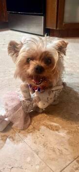 Yorkshire Terrier Dogs Available for Adoption in Margate, Florida - CHANEL | PetCurious