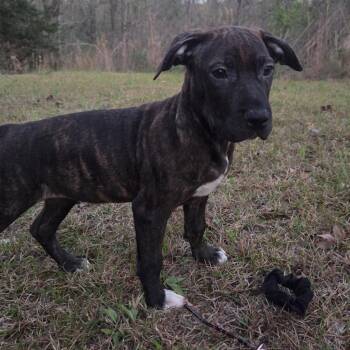 Bulldog and Boxer Dogs Available for Adoption in Warrior, Alabama - Layla | PetCurious