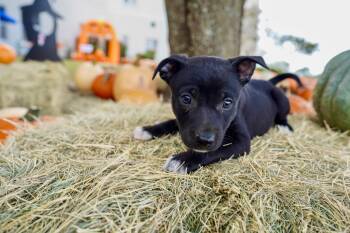 Tuba -  Labrador Retriever Dog for Adoption in San Antonio, Texas - Tuba | PetCurious