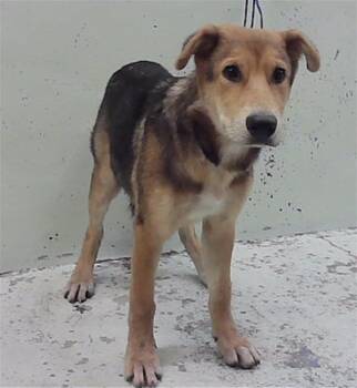 A2094656 -  German Shepherd Dog and Mixed Breed Dog for Adoption in Houston, Texas - A2094656 | PetCurious