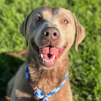 Rescue Chocolate Labrador Retriever Dogs for Adoption in Goleta, California - Remi | PetCurious