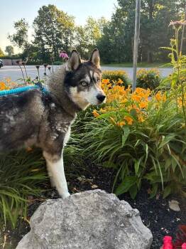 Haaland -  Husky Dog for Adoption in Rochester, New York - Haaland | PetCurious