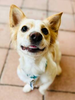 Rescue Papillon and Corgi Dogs for Adoption in Fort Lauderdale, Florida - Pixie | PetCurious