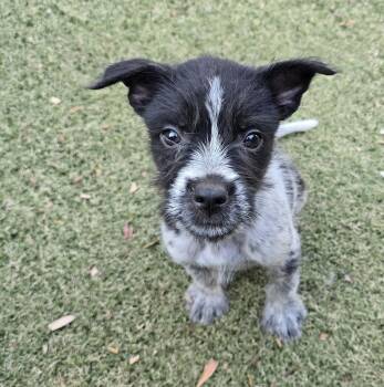 Mario -  Australian Cattle Dog Blue Heeler and Australian Shepherd Dog for Adoption in Apache Junction, Arizona - Mario | PetCurious