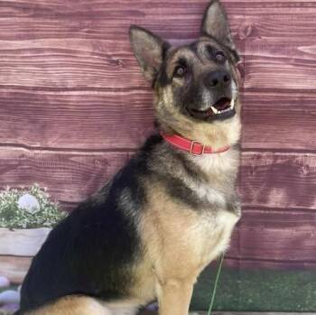 Rescue German Shepherd Dog Dogs for Adoption in Center Point, Texas - Scooby | PetCurious