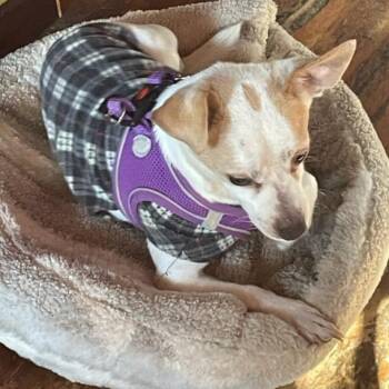 Chihuahua and Mixed Breed Dogs Available for Adoption - Quint | PetCurious