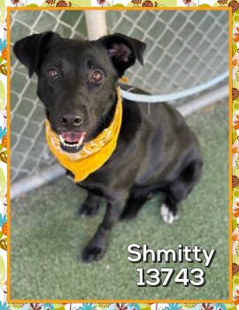 Rescue Black Labrador Retriever Dogs for Adoption in Marietta, Georgia - SHMITTY | PetCurious