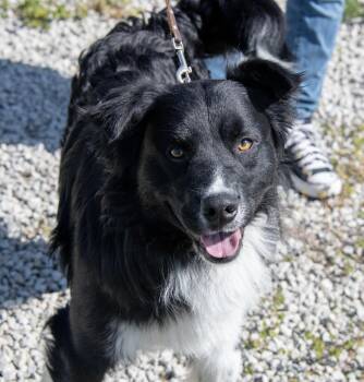 Border Collie and Australian Shepherd Dogs Available for Adoption in Mayetta, Kansas - Ash | PetCurious