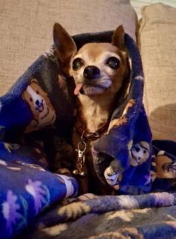 Millie -  Chihuahua Dog for Adoption in Cleveland, Ohio - Millie | PetCurious