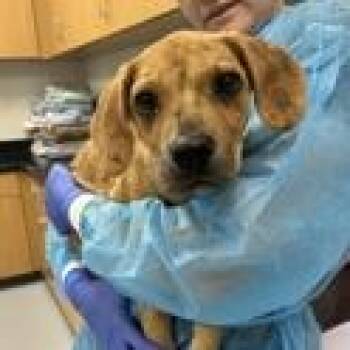 Ronald -  Terrier Dog for Adoption in Tampa, Florida - Ronald | PetCurious