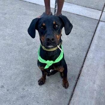 Doberman Pinscher Dogs Available for Adoption in Pleasanton, California - Peppa | PetCurious