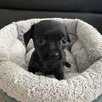 Chip -  Chihuahua and Mixed Breed Dog for Adoption in Sacramento, California - Chip | PetCurious