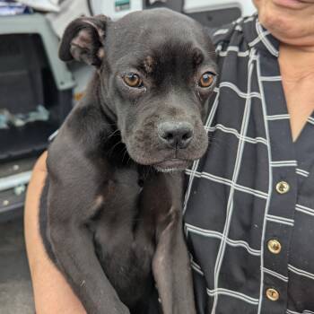 Rescue Boxer and Pug Dogs for Adoption in Bellflower, California - Lisa | PetCurious