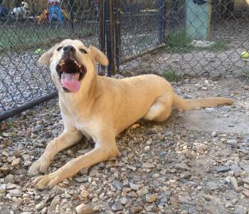 Rescue Labrador Retriever Dogs for Adoption in Little Rock, Arkansas - Tabitha | PetCurious