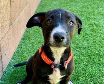 TONY -  Labrador Retriever and Pit Bull Terrier Dog for Adoption in Moreno Valley, California - TONY | PetCurious