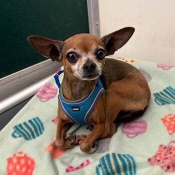 Nyla -  Chihuahua Dog for Adoption in Phoenixville, Pennsylvania - Nyla | PetCurious