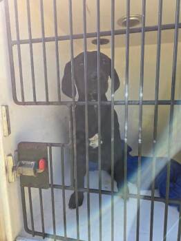 Sabrina -  Mixed Breed Dog for Adoption in Mobile, Alabama - Sabrina | PetCurious