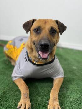 Shepherd and Black Mouth Cur Dogs Available for Adoption - Jecky | PetCurious