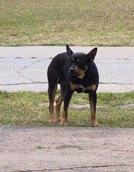 Shepherd Dogs Available for Adoption in Lawrenceville, Georgia - Pen 153c Churro | PetCurious