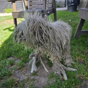 Poodle Dogs Available for Adoption in Long Beach, California - JACK | PetCurious