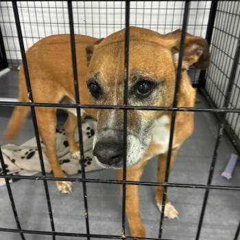 Rigatoni -  Mixed Breed Dog for Adoption in St. Louis, Missouri - Rigatoni | PetCurious