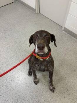 Jovi -  German Shorthaired Pointer and Mixed Breed Dog for Adoption in Fishers, Indiana - Jovi | PetCurious