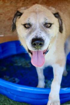 Happy -  Mixed Breed Dog for Adoption in Morgantown, Kentucky - Happy | PetCurious