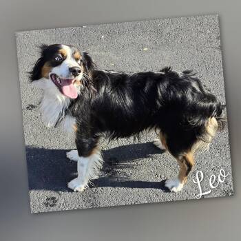 Leo -  Cavalier King Charles Spaniel and Australian Shepherd Dog for Adoption in Fredericksburg, Virginia - Leo | PetCurious