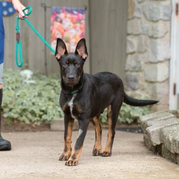 Ace Man -  Shepherd Dog for Adoption in Chester Springs, Pennsylvania - Ace Man | PetCurious